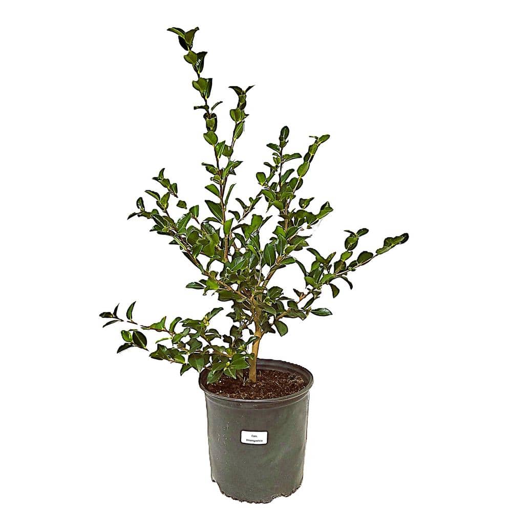 3 Gal. Camellia Sasanqua Shishigashira with Red Blooms