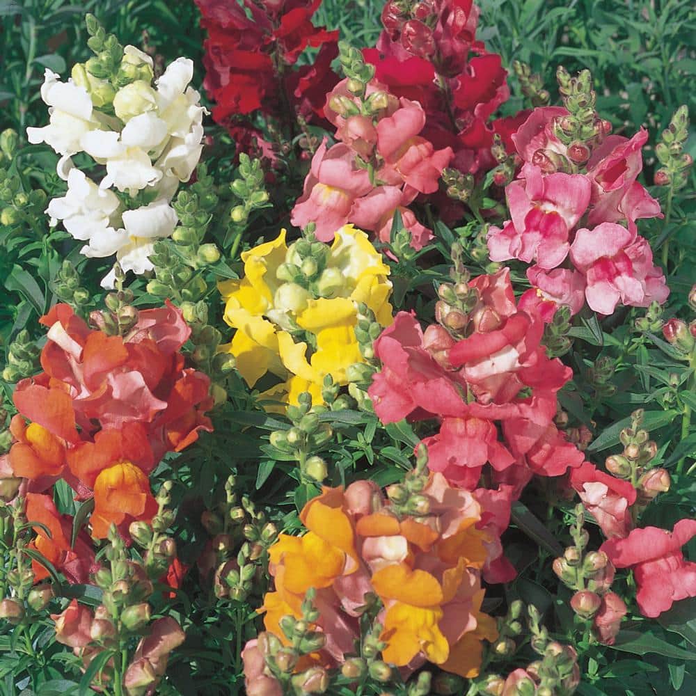 10.5 in. Assorted Colors Dwarf Snapdragon Plant 12 Pack 8023 The Home Depot