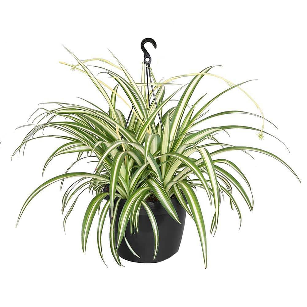 Spider Plant (Chlorophytum) with Creamy White and Green Foliage in 10 in. H