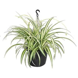 Spider Plant (Chlorophytum) with Creamy White and Green Foliage in 10 in. Hanging Basket Pot