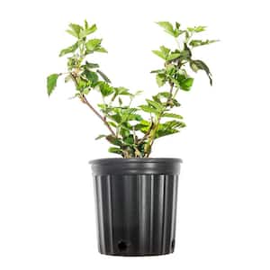 1 Gal. Black Satin Thornless Blackberry Bush Plant in Grower's Pot, Rubus Fruticosus Black Satin