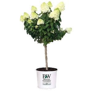5 Gal. Limelight Hydrangea Shrub Tree Form with Green to Pink Flowers