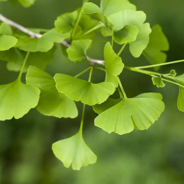 5 Ginkgo Tree (2-Pack) THD00181 - The Home Depot