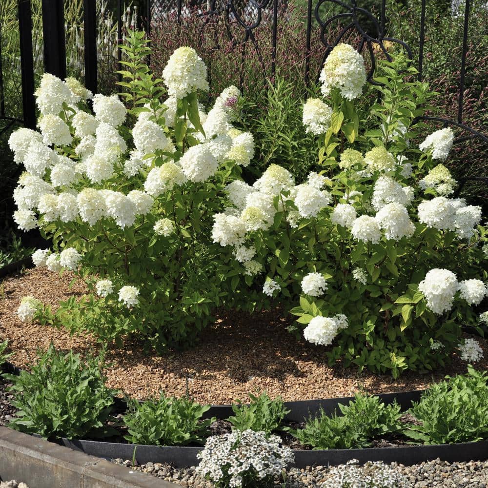Compact White Hydrangea Flowering Shrub in 1-Gallon Container