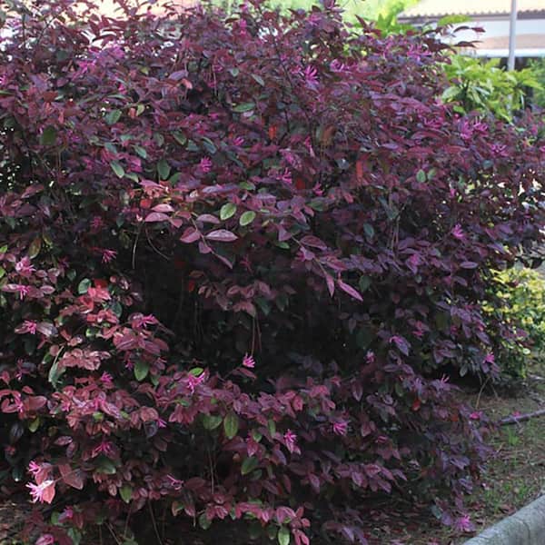 3 Gal. Zhuzhou Loropetalum Shrub (2-Pack)