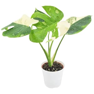 4 in. Monstera Thai Constellation Plant White Plastic Grower Pot