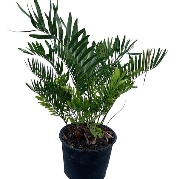 Coontie Cycad (Zamia) Shrub in 10 in. Black Nursery Pot