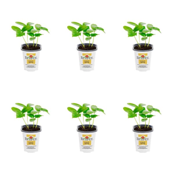 METROLINA GREENHOUSES 1 Pt. Cucumber Tasty Green Edible Plant (6-Pack)