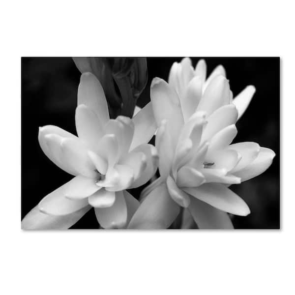 Trademark Fine Art Tuber Rose in Black and White by Kurt Shaffer Nature Wall Art 16 in. x 24 in.