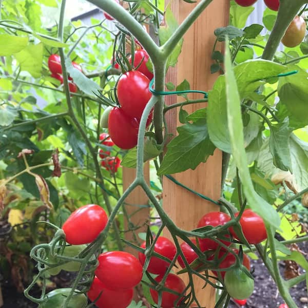 5 ft. Wood Tomato Stake (12-Pack)