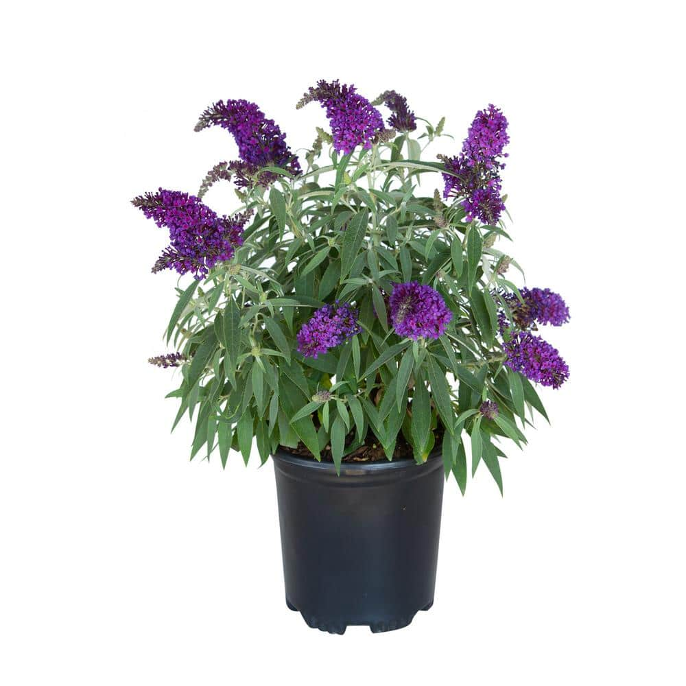 BUTTERFLY CANDY 2.5 qt. Lil' Grape Butterfly Bush (Buddleia) Live Shrub ...