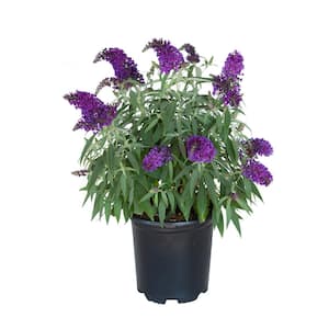 2.5 qt. Lil' Grape Butterfly Bush (Buddleia) Live Shrub Plants, Purple Flowers