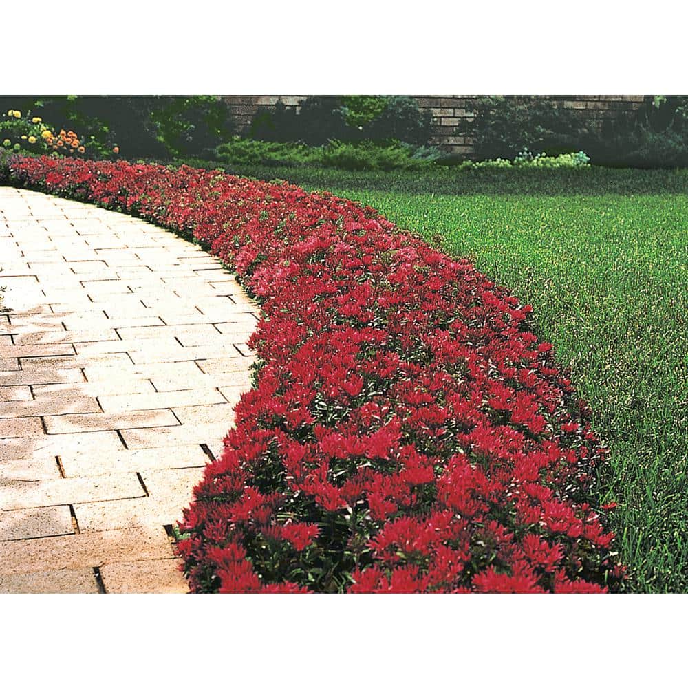 Spring Hill Nurseries 2 In Pot Red Creeping Sedum Live Perennial Plant Groundcover With Red Flowers With Bronze Red Foliage The Home Depot