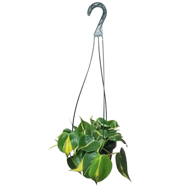 Philodendron Brasil Plant in 6 in. Hanging Basket HBPBrl006 - The Home Depot