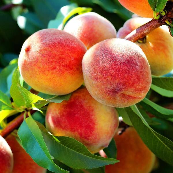 1085 ピーチ Buy Fruit Trees, Scions, and Rootstocks - Cummins Nursery