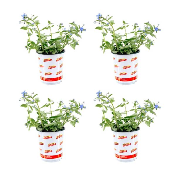 Vigoro 2.5 Qt. Perennial Brunnera Silver Heart (4-Pack)