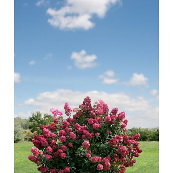 PROVEN WINNERS 2 Gal. Fire Light Hydrangea (Hydrangea paniculata