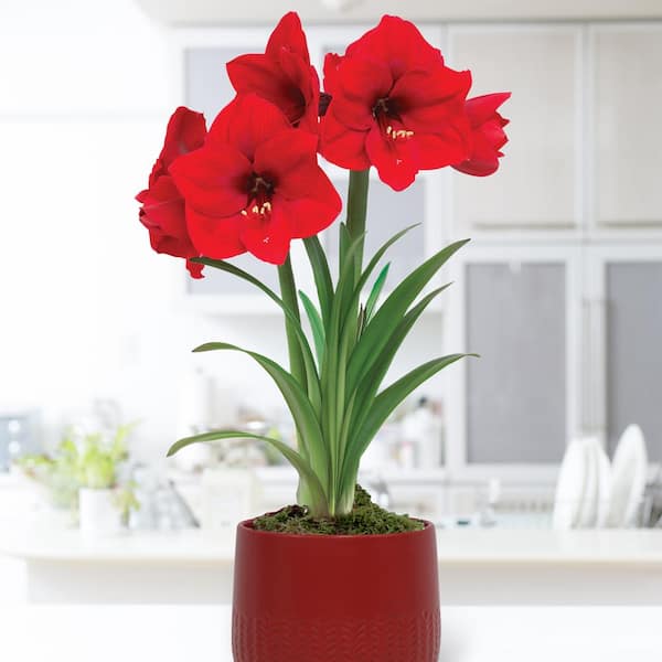 VAN ZYVERDEN Holiday Pre-Planted Amaryllis Red Lion with 5 in. Red Cache Ceramic Planter, Set of 1 Bulb