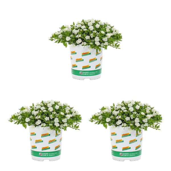 Vigoro 2 qt. Calibrachoa Million Bells Minifamous Uno Double White Annual Plant (3-Pack)