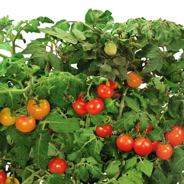 Aerogarden Tomato Pods : Miracle Gro Aerogarden Mega Cherry Tomato Seed