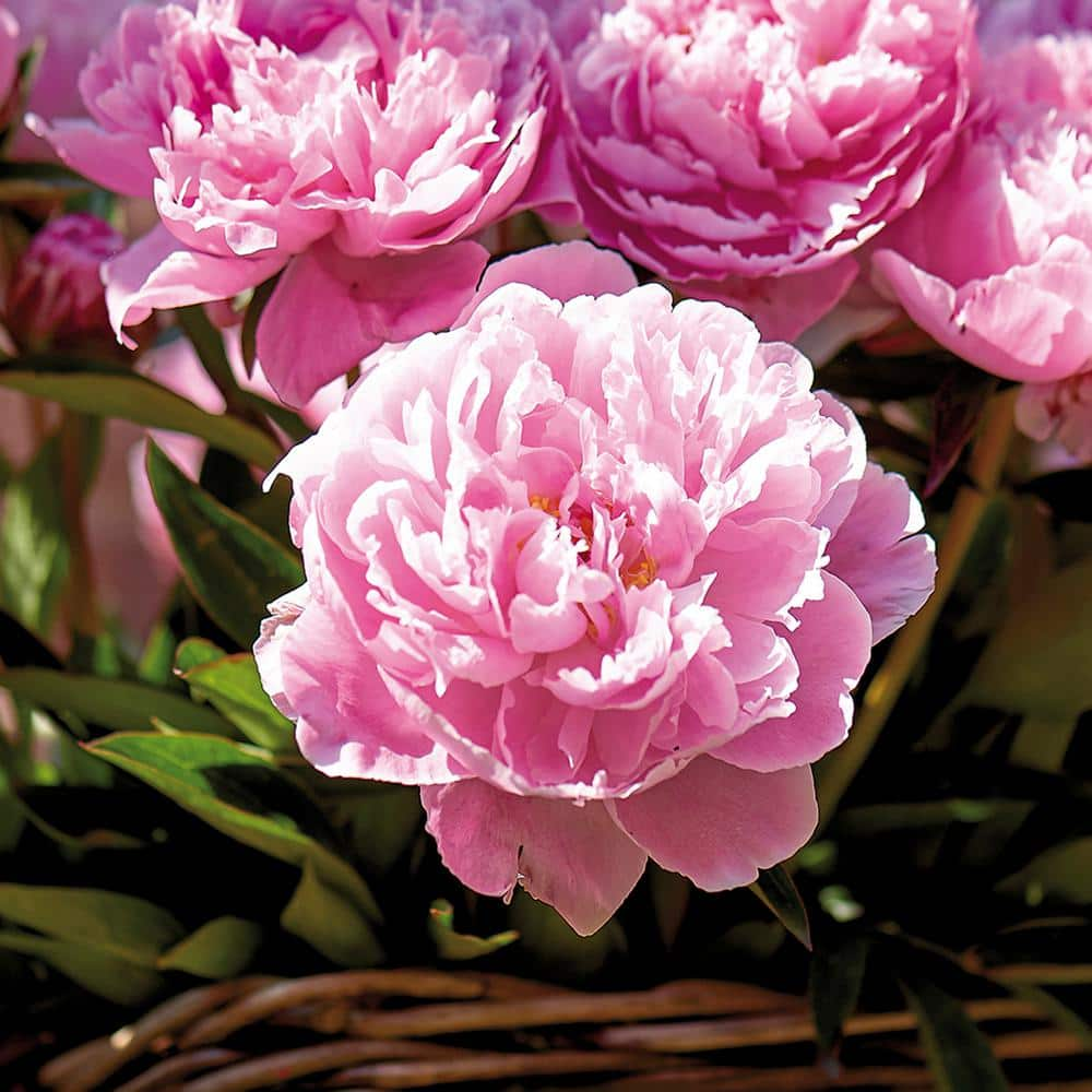 VAN ZYVERDEN Peonies Sarah Bernhardt Roots (Set of 3) 833031 - The Home ...