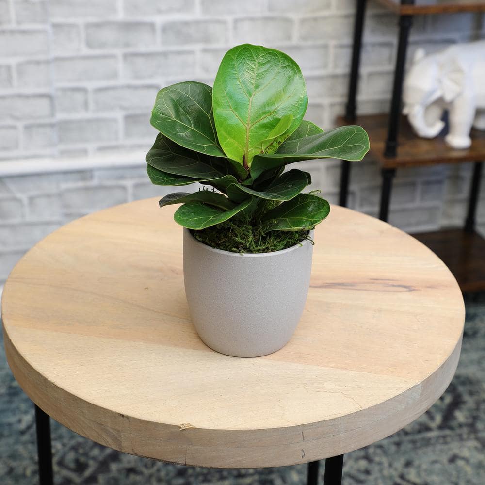 Medium Fiddle Leaf Fig in Brown Ceramic Planter