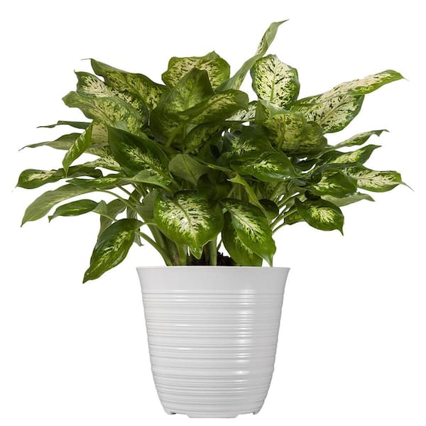 United Nursery 12 in. to 16 in. Tall Dumb Cane Plant Dieffenbachia in 6 in. White Decor Pot