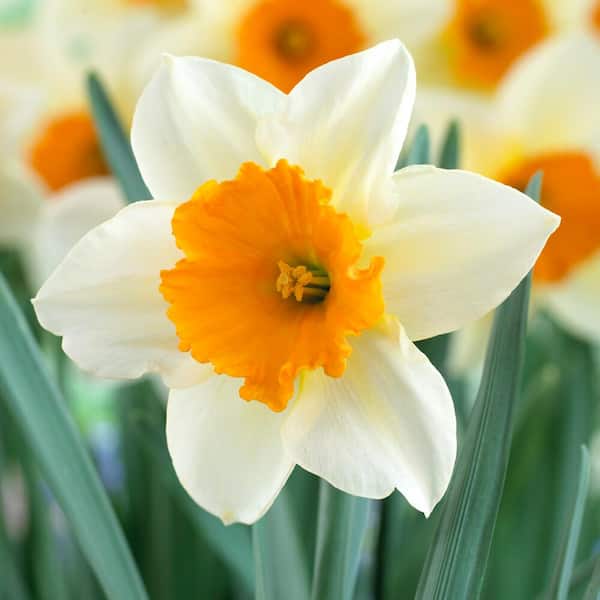 16/18cm, Sempre Avanti Large Cupped Daffodil Flower Bulbs (Bag of 25)