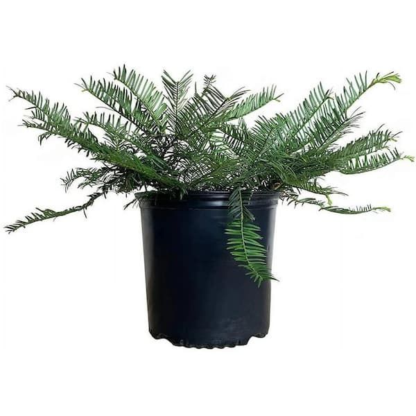 FLOWERWOOD 2.5 Gal - Plum Yew Spreading, Live Evergreen Shrub, Dark Green Needled Foliage