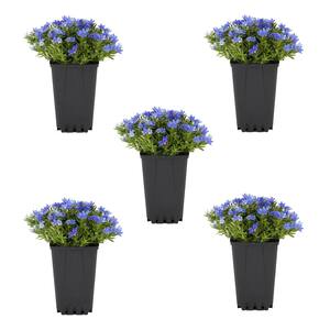 1 Qt. Blue Lithodora Perennial Plant (5-Pack)