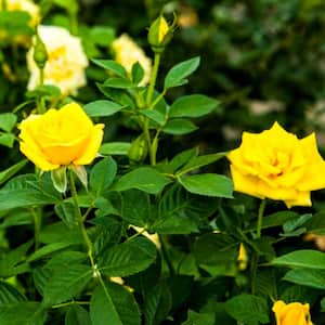 3 Gal. Pot, Radiant Perfume Grandiflora Rose Bush, Live Potted Deciduous Flowering Plant (1-Pack)