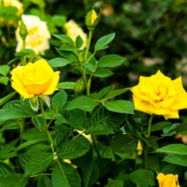 Spring Hill Nurseries 3 Gal. Pot, Radiant Perfume Grandiflora Rose Bush, Live Potted Deciduous Flowering Plant (1-Pack)