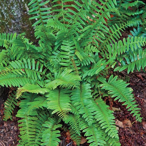 Spring Hill Nurseries Christmas Fern Dormant Bare Root Perennial Starter Plant (1-Pack)