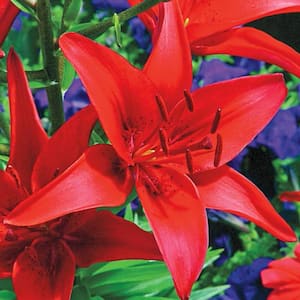 Commander in Chief Lily Bulbs (3-Pack)