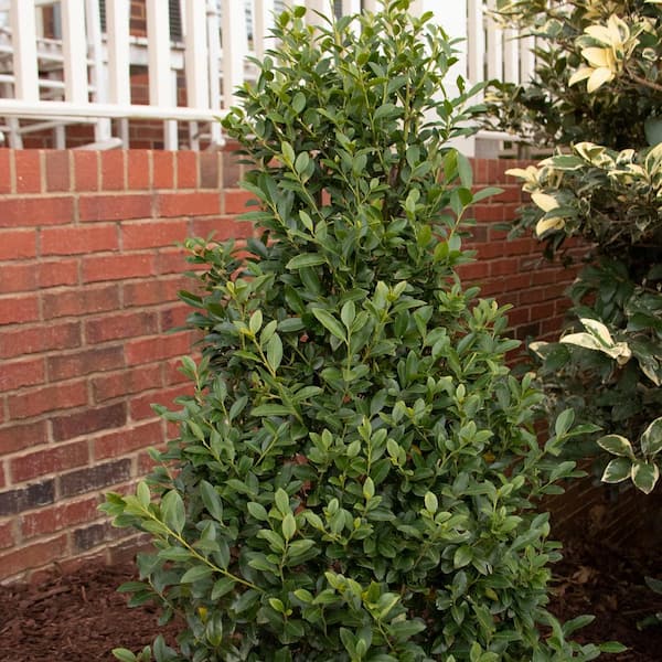 Vigoro 5 Gal. Arrow Point Japanese Holly (Ilex), Live Plant