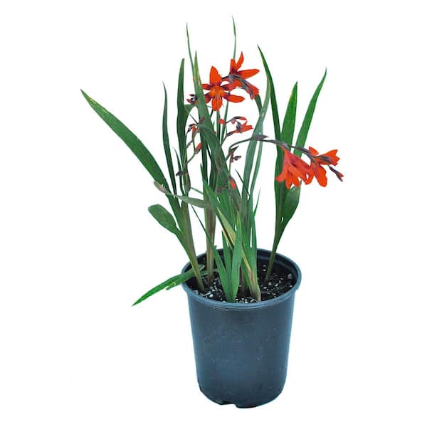 2.5 qt. Crocosmia Carmin Brilliant Perennial (4-Pack) 1288 - The