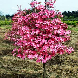 5 Gal. Red Dogwood Flowering Deciduous Tree with Red Flowers