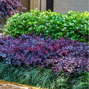 2 Gal. Purple Daydream Dwarf Loropetalum, Evergreen Shrub with Purple Foliage, Pink Ribbon Blooms