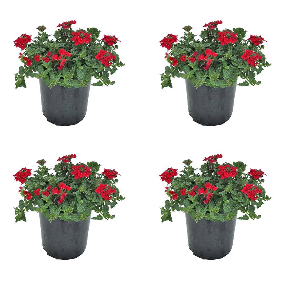 2.5 qt. Verbena X. Endurascape Red Perennial Plant with Red Flowers-(4-Pack