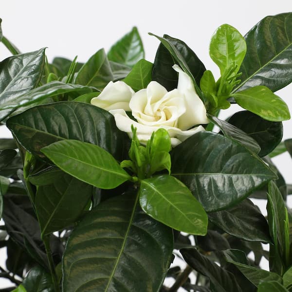 Altman Plants 2.25 Gal Gardenia Jasminoides August Beauty