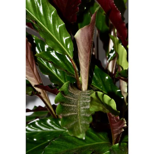 floating magnetic plant Magnetic Floating Levitating Pot Plant  Rotating Air Bonsai Planter- 360 Levitating Planter- Modern Home & Office Dcor Style 1