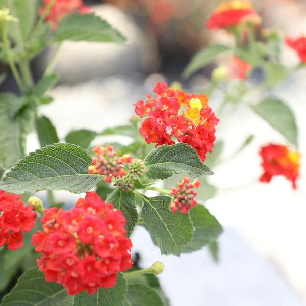 クロススターズ　LRPMondo入り　赤黄CR フルLRP ALTMAN PLANTS 2.5 Qt. #1 Yellow and Red Lantana Plant 40862 - The