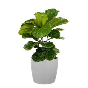 Fiddle Leaf Fig Ficus Lyrata Bush Live Indoor Outdoor Plant in 10 inch Premium Sustainable Ecopots White Grey Pot
