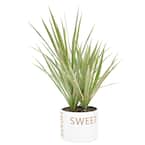 Grower's Choice Dracaena Indoor Plant in 6 in. Home Sweet Home White Ceramic Planter, Avg. Shipping Height 10 in. Tall