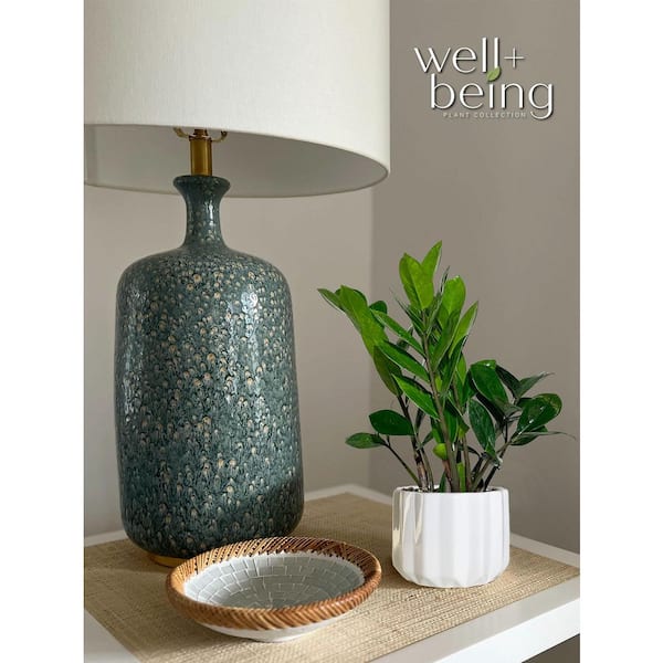 NATURE'S WAY FARMS 4 in. ZZ Plant Indoor Tropical Houseplant (1