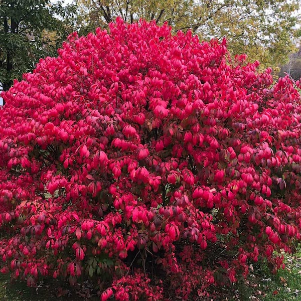 2 Gal. Burning Bush Shrub