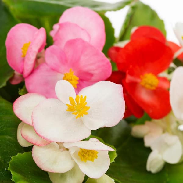 1.25 Gal. Begonia Swirl Hanging Basket Annual Plant (1-Pack)