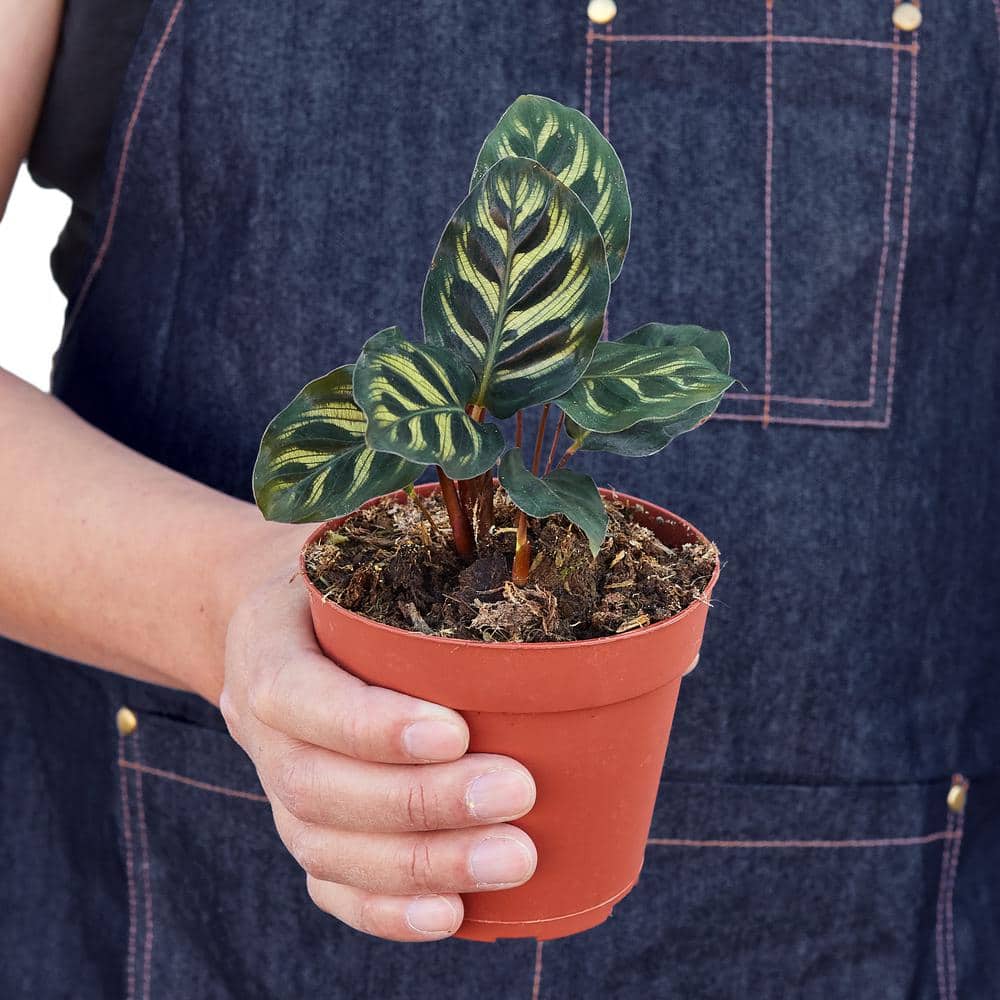 Calathea Makoyana 4" Pot with Green Leaves
