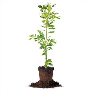 Shumard Oak Tree 4-5 ft. in a Grower's Pot, Perfect for Attracting Deer