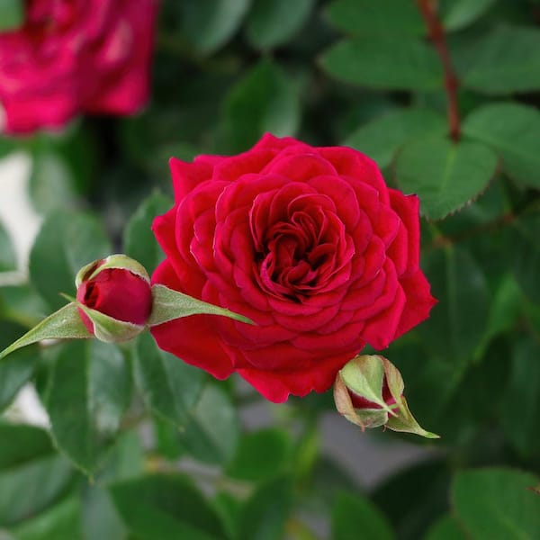 national PLANT NETWORK 2 Gal. Sunblaze Watermelon Rose with Red Flowers